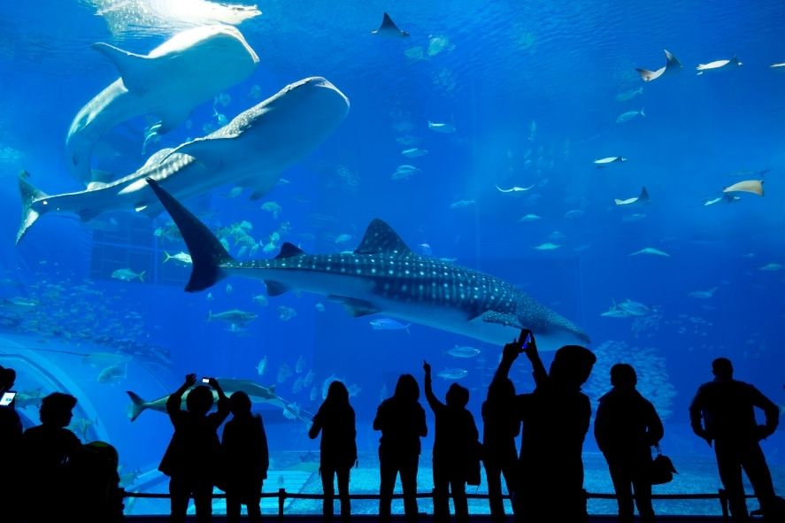 Central Phuket Floresta में Aquaria Phuket की यात्रा